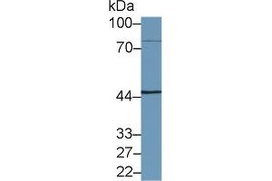 Western Blot; Sample: Human HepG2 cell lysate; Primary Ab: 1µg/ml Rabbit Anti-Human NKRF Antibody Second Ab: 0.