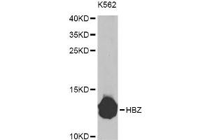 Western blot analysis of extracts of K-562 cells, using HBZ Antibody (ABIN5975068) at 1/1000 dilution. (HBZ anticorps)