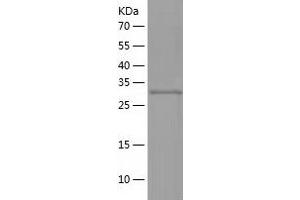 Western Blotting (WB) image for Impact Homolog (IMPACT) (AA 1-320) protein (His-IF2DI Tag) (ABIN7123413)