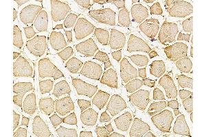 ABIN7096184 and ABIN7100246 at 1/100 staining mouse muscle tissue by IHC-P. (Stonin 2 (STON2) anticorps)