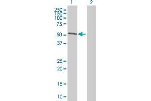 Western Blot analysis of POLE expression in transfected 293T cell line by POLE MaxPab polyclonal antibody. (POLE anticorps  (AA 1-370))