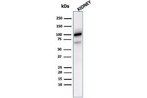 Western blot analysis of kidney tissue lysate using CD10 Mouse Monoclonal Antibody (MME/2590). (MME anticorps  (AA 297-483))