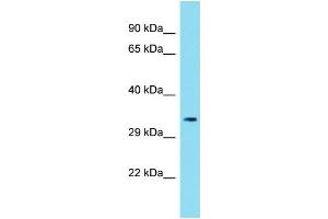Host: Rabbit Target Name: C6orf136 Sample Type: 293T Whole Cell lysates Antibody Dilution: 1. (C6ORF136 anticorps  (Middle Region))