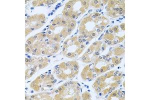 Immunohistochemistry of paraffin-embedded human stomach using GNE antibody.