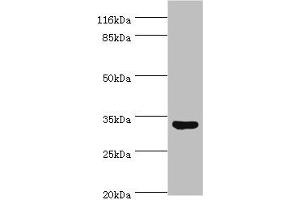 Western blot All lanes: USF1 antibody at 2 μg/mL + HepG2 whole cell lysate Secondary Goat polyclonal to rabbit IgG at 1/10000 dilution Predicted band size: 34, 28 kDa Observed band size: 34 kDa (USF1 anticorps  (AA 3-310))