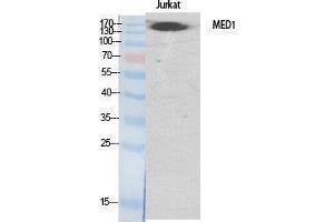 Western Blotting (WB) image for anti-Mediator Complex Subunit 1 (MED1) (Internal Region) antibody (ABIN3187327) (MED1 anticorps  (Internal Region))