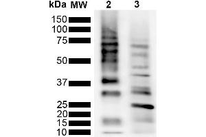 Western Blot analysis of Purified poly-ubiquitin chains showing detection of Multiple Ubiquitin protein using Rabbit Anti-Ubiquitin Monoclonal Antibody, Clone RGL3R (ABIN5695817). (Ubiquitin anticorps  (APC))