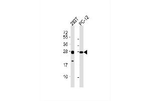 All lanes : Anti-NRL Antibody at 1:1000 dilution Lane 1: 293T whole cell lysates Lane 2: PC-12 whole cell lysates Lysates/proteins at 20 μg per lane. (NRL anticorps)