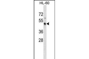 KCNJ3 Antibody (C-term) ABIN1536602 western blot analysis in HL-60 cell line lysates (35 μg/lane). (KCNJ3 anticorps  (C-Term))