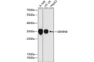 Western blot analysis of extracts of various cell lines, using GEMIN8 antibody  at 1:3000 dilution. (GEMIN8 anticorps  (AA 1-242))