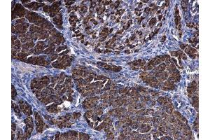 IHC-P Image HSD3B2 antibody [N3C3] detects HSD3B2 protein at cytoplasm on mouse ovart by immunohistochemical analysis.