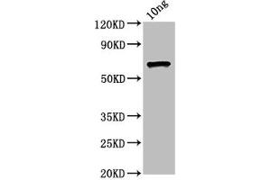Western Blot Positive WB detected in Recombinant protein All lanes: ompC antibody at 4. (OMPC (AA 22-367) anticorps)