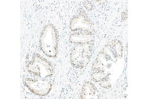 Immunohistochemistry (IHC) image for anti-Protein Phosphatase 4, Catalytic Subunit (PPP4C) (AA 1-50) antibody (ABIN7454679)