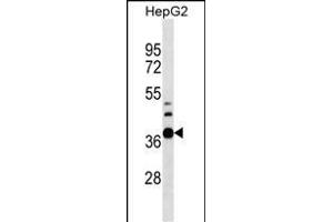 RPUSD1 Antibody (Center) (ABIN1537965 and ABIN2849787) western blot analysis in HepG2 cell line lysates (35 μg/lane). (RPUSD1 anticorps  (AA 178-205))