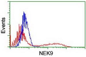 HEK293T cells transfected with either RC211326 overexpress plasmid (Red) or empty vector control plasmid (Blue) were immunostained by anti-NEK9 antibody (ABIN2454908), and then analyzed by flow cytometry. (NEK9 anticorps)