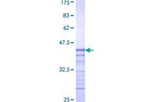 Image no. 1 for PAS Domain Containing Serine/threonine Kinase (PASK) (AA 1-100) protein (GST tag) (ABIN1314054)