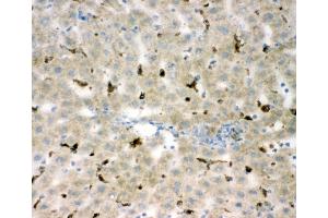 Anti-CD68 antibody, IHC(F) IHC(F): Rat Liver Tissue