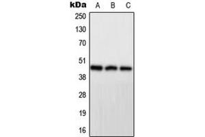Western blot analysis of PPP1R7 expression in HeLa (A), mouse brain (B), H9C2 (C) whole cell lysates.