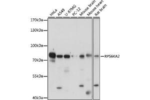 Western blot analysis of extracts of various cell lines, using RPS6K antibody (ABIN7270037) at 1:1000 dilution. (RPS6KA2 anticorps  (AA 632-733))