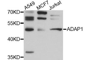 Western blot analysis of extracts of various cell lines, using ADAP1 antibody. (ADAP1 anticorps)
