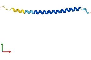 AlphaFold protein structure predicition of Human Recombinant SVBP Protein, UniprotID Q8N300