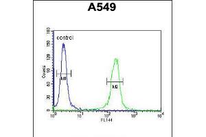 Flow cytometric analysis of A549 cells (right histogram) compared to a negative control cell (left histogram). (IFT43 anticorps  (AA 145-171))