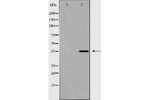 Western blot analysis of hnRPD expression in 293 cell extract. (HNRNPD/AUF1 anticorps  (Internal Region))