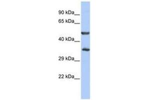 Image no. 1 for anti-Zinc Finger Protein 414 (ZNF414) (AA 35-84) antibody (ABIN6740621) (ZNF414 anticorps  (AA 35-84))