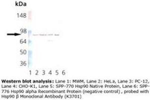 Image no. 1 for anti-Heat Shock Protein 90 (HSP90) antibody (ABIN364064)
