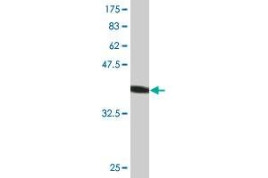 Western Blot detection against Immunogen (44. (AGR2 anticorps  (AA 1-175))