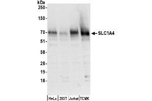 Western Blotting (WB) image for anti-Solute Carrier Family 1 (Glutamate/Neutral Amino Acid Transporter), Member 4 (SLC1A4) (AA 482-532) antibody (ABIN7450737)