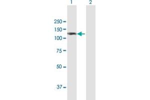 Western Blot analysis of AMOTL1 expression in transfected 293T cell line by AMOTL1 MaxPab polyclonal antibody.