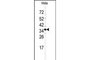 Western blot analysis of GOLPH3 antibody (N-term) (ABIN391649 and ABIN2841557) in Hela cell line lysates (35 μg/lane). (GOLPH3 anticorps  (N-Term))