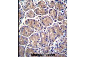 GALNS Antibody immunohistochemistry analysis in formalin fixed and paraffin embedded human stomach tissue followed by peroxidase conjugation of the secondary antibody and DAB staining. (GALNS anticorps  (AA 236-263))