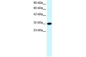 Aquaporin 7 antibody used at 0. (Aquaporin 7 anticorps  (C-Term))
