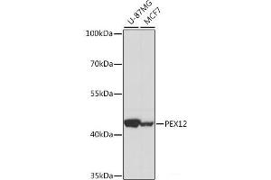Western blot analysis of extracts of various cell lines using PEX12 Polyclonal Antibody at dilution of 1:1000. (PEX12 anticorps)