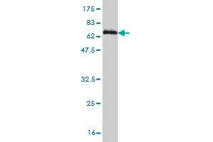 Western Blot detection against Immunogen (69.
