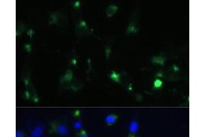 Immunofluorescence analysis of NIH-3T3 cells using ENO1 Polyclonal Antibody at dilution of 1:100.