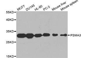 Western blot analysis of extracts of various cell lines, using PSMA3 antibody. (PSMA3 anticorps)