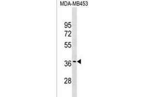GJC3 Antibody (C-term) (ABIN1536946 and ABIN2849303) western blot analysis in MDA-M cell line lysates (35 μg/lane). (GJC3 anticorps  (C-Term))