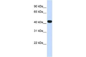 WB Suggested Anti-HS3ST3B1 Antibody Titration:  0. (HS3ST3B1 anticorps  (N-Term))
