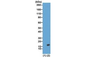 Western blot test of recombinant Histone H3. (Recombinant Histone 3 anticorps  (2meLys23))