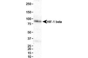Image no. 3 for anti-Aryl Hydrocarbon Receptor Nuclear Translocator (ARNT) (AA 496-789) antibody (ABIN363204) (ARNT anticorps  (AA 496-789))