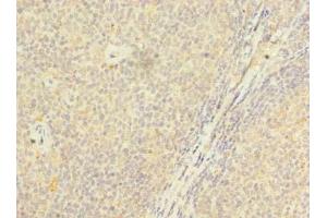 Immunohistochemistry of paraffin-embedded human tonsil tissue using ABIN7164773 at dilution of 1:100 (PSTPIP2 anticorps  (AA 28-312))