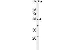 TIGD3 Antibody (C-term) western blot analysis in HepG2 cell line lysates (35 µg/lane). (TIGD3 anticorps  (C-Term))