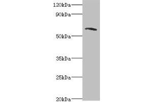 Western blot All lanes: TOMM70A antibody at 6 μg/mL + MCF-7 whole cell lysate Secondary Goat polyclonal to rabbit IgG at 1/10000 dilution Predicted band size: 67 kDa Observed band size: 67 kDa (TOMM7 anticorps  (AA 60-340))
