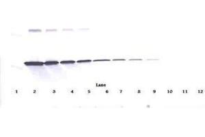 Image no. 2 for anti-Interferon gamma (IFNG) antibody (ABIN465161) (Interferon gamma anticorps)