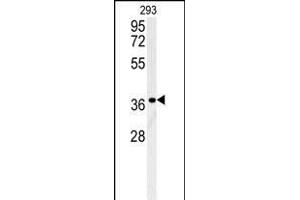 LGALS9B Antibody (Center) (ABIN654023 and ABIN2843944) western blot analysis in 293 cell line lysates (35 μg/lane). (LGALS9B anticorps  (AA 160-188))