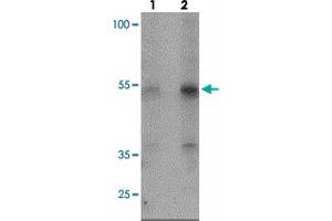 Western blot analysis of KREMEN2 in HeLa cell lysate with KREMEN2 polyclonal antibody  at (lane 1) 1 and (lane 2) 2 ug/mL. (KREMEN2 anticorps  (C-Term))