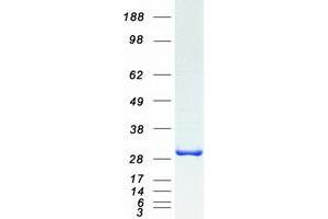 Validation with Western Blot